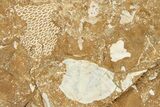 Ordovician Kukersite Oil Shale w/ Bryozoan & Trilobite Fossils #368957-1